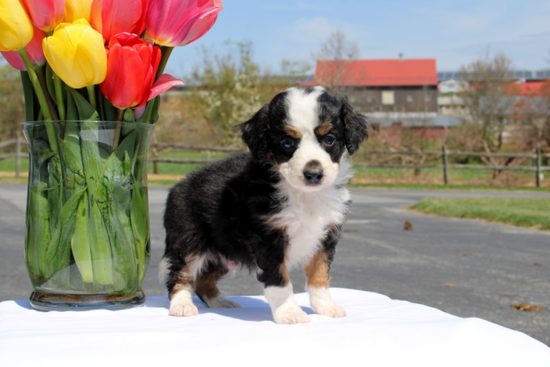 puppy, for, sale, Mini Bernedoodle F2, Matthew B. Stoltzfus, dog, breeder, Gap, PA, dog-breeder, puppy-for-sale, forsale, nearby, find, puppyfind, locator, puppylocator, aca